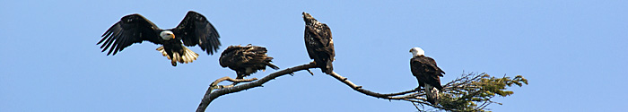 Marine Drive Eagle Perch
